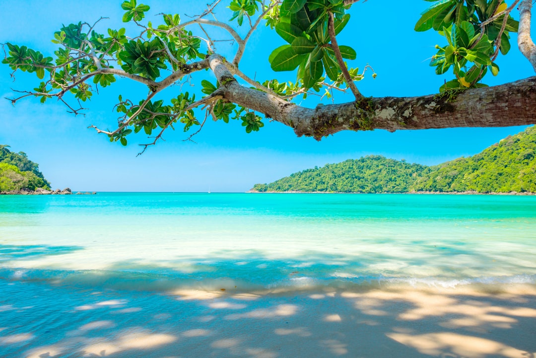 Split view of lush tropical jungle and a white sand beach