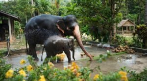 Ethical Elephant Sanctuaries Near Chiang Mai: A Local’s Guide to Doing It Right